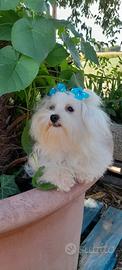 Maltese Cuccioli Taglia Piccola Toy Mini