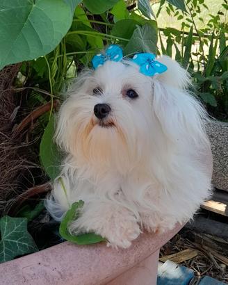 Maltese Cuccioli Taglia Piccola Toy Mini