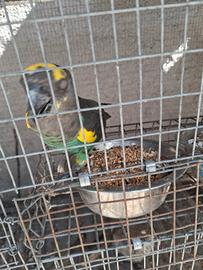 Pappagalli poicephalus MEYER