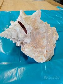 conchiglia gigante