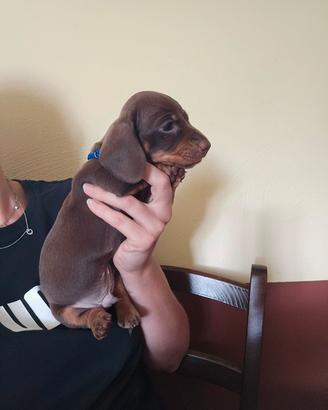 Cuccioli bassotto cioccolato pedigree ENCI