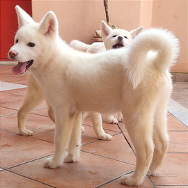 Cuccioli Akita Top-Quality da genealogia seleziona