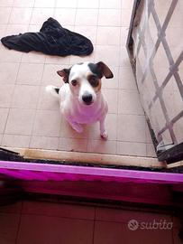 Cucciolo cane