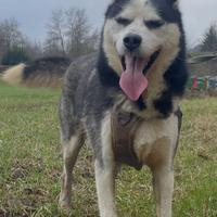 Siberian Husky maschio in adozione