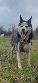 Siberian Husky maschio in adozione