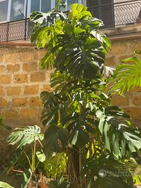 Piante Monstera