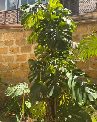 Piante Monstera