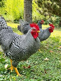 Coppia galline razza Amrock
