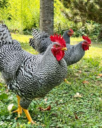 Coppia galline razza Amrock