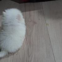 Spitz Pomerania nano bianco