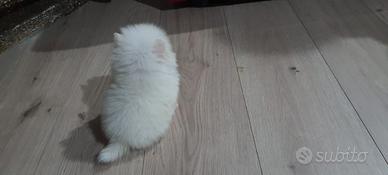 Spitz Pomerania nano bianco