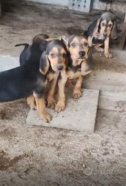 Cucciolata segugio italiano