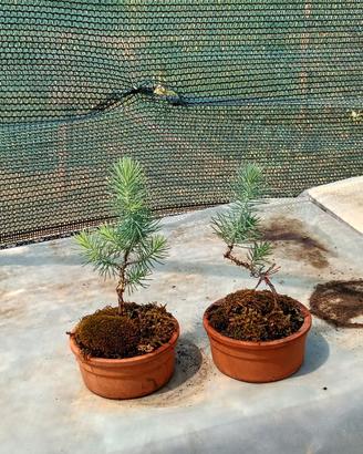 mini bonsai di pino silvestre 