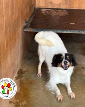 OTIS il musetto simpatico