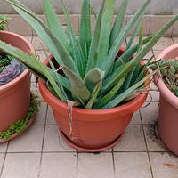 Piante di Aloe