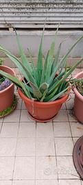 Piante di Aloe