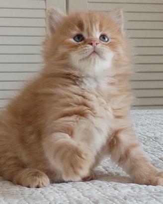 Gattini di Gatto Siberiano