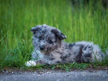 Cuccioli maschi blue red merle due mesi