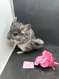 Cincilla cuccioli standars rpac