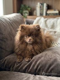 Chihuahua e Pomerania giovani adulti