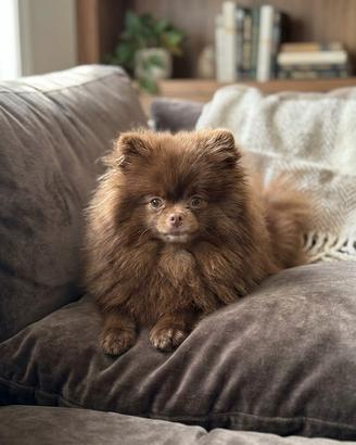 Chihuahua e Pomerania giovani adulti