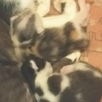 Due gattini maschio femmina
