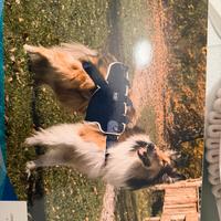 Corpetto BT Body lift