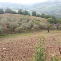 Terreno agricolo con ulivi a Guardialfiera