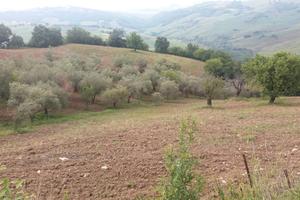 Terreno agricolo con ulivi a Guardialfiera