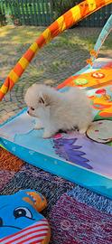 SPITZ NANO pomerania