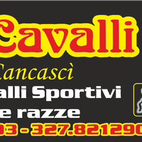 Cavalli varie razze