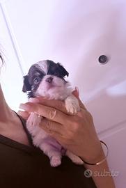 Chihuahua toy