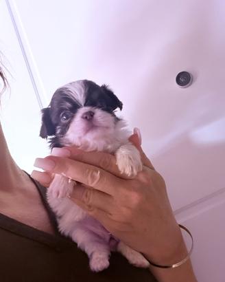 Chihuahua toy
