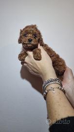 Barboncino (barbone) Toy e mini toy Enci Fulvo
