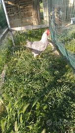 Gallo Amrock