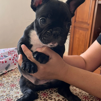 Cucciolo bulldog francese