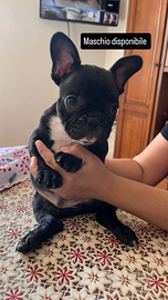 Cucciolo bulldog francese