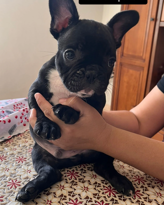 Cucciolo bulldog francese