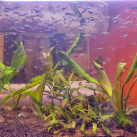 Poecilia Wingei - Endler - Guppy