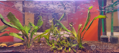 Poecilia Wingei - Endler - Guppy