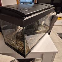 Acquario 60 lt