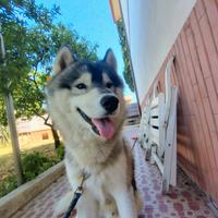 Siberian Husky