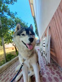 Siberian Husky