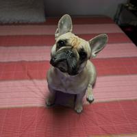 Bulldog francese per accoppiamento