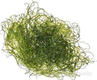 Chaetomorpha