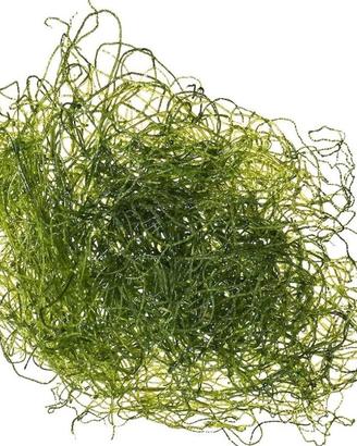 Chaetomorpha