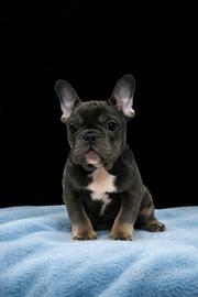 Cucciolo di bouledogue francese