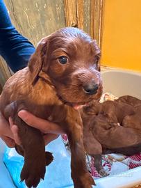 Cuccioli setter irlandese