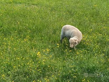 Agnello sopravvissana da monta ARR/ARR