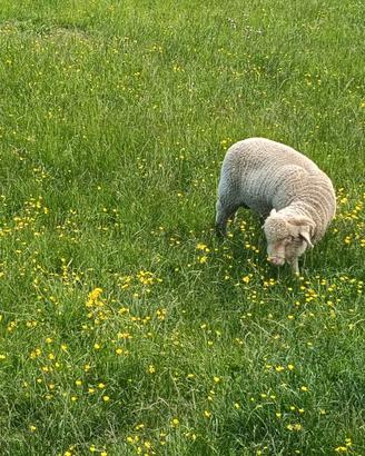 Agnello sopravvissana da monta ARR/ARR